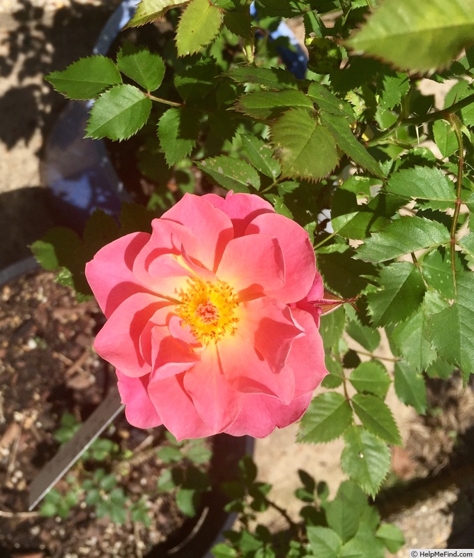 'WEGS' rose photo