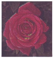 'Olave Baden-Powell' rose photo