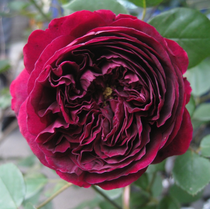 'The Prince ®' rose photo