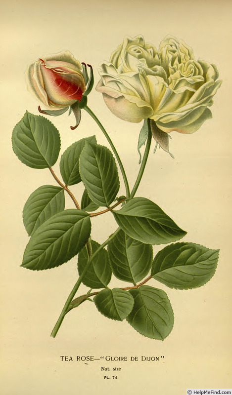 'Old Glory (tea noisette, Jacotot, 1850)' rose photo
