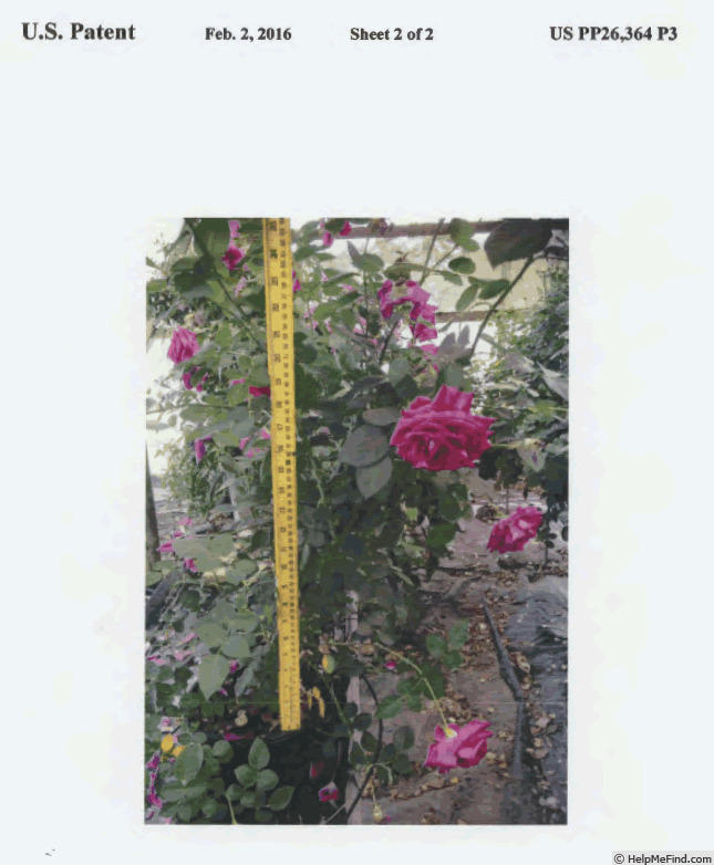 'GRAppl' rose photo
