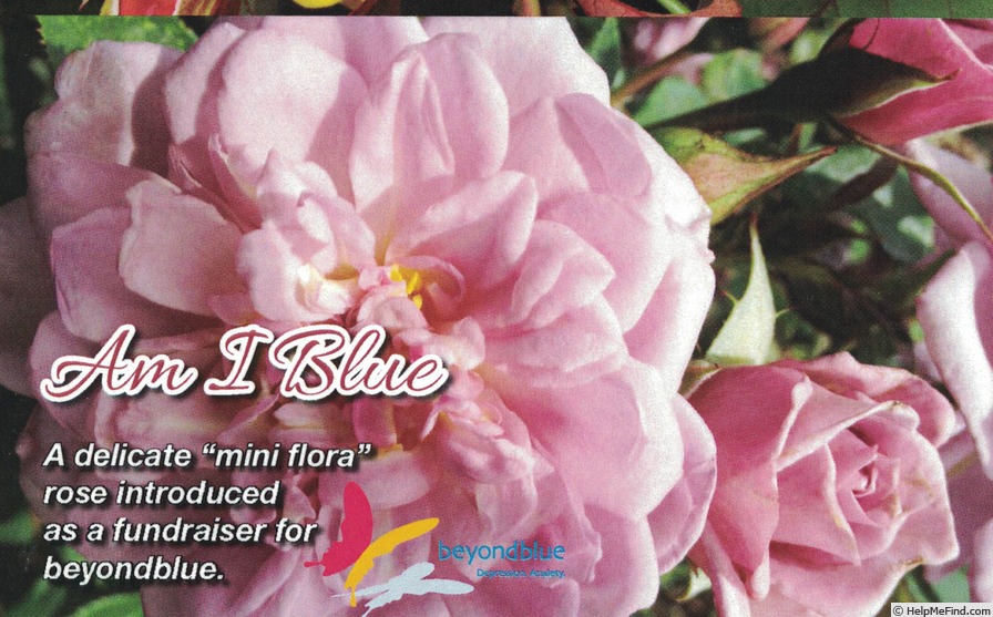 'Am I Blue' rose photo