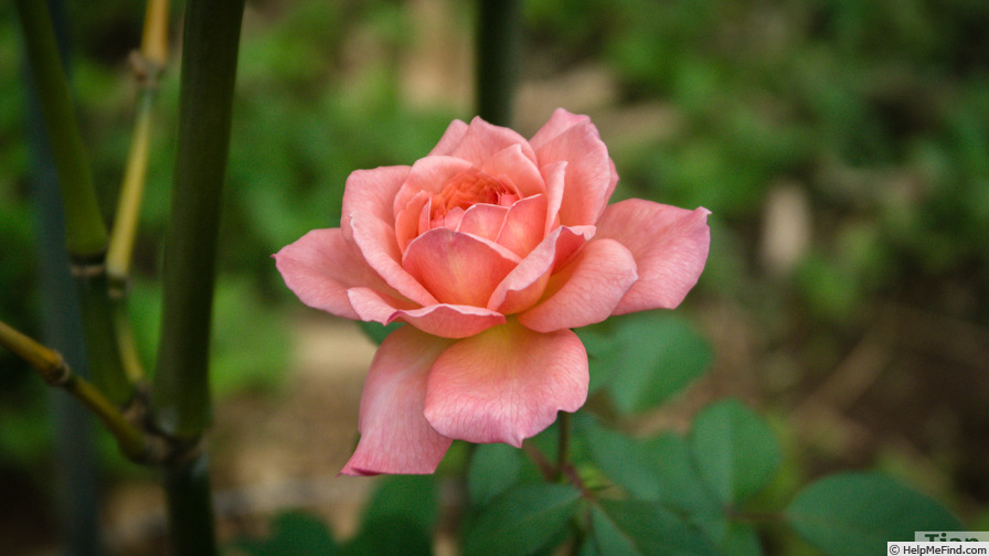 'Jubilee Celebration (shrub, Austin, 2002)' rose photo