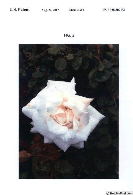 'GRAaus' rose photo