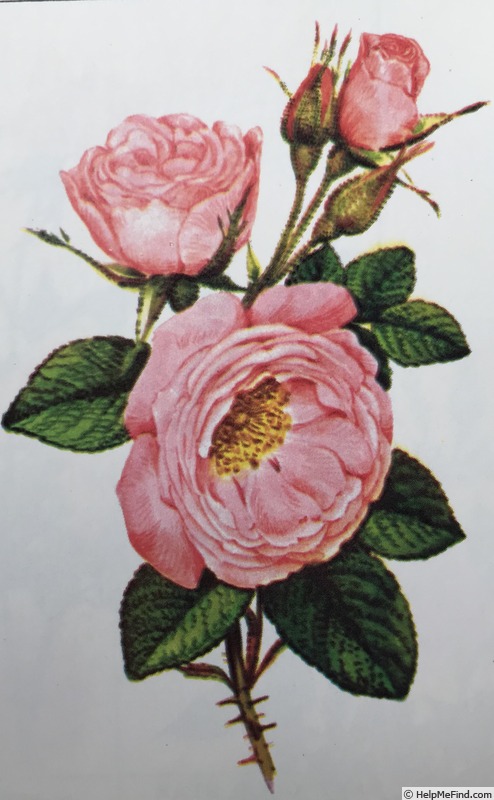 'Sarah Van Fleet' rose photo