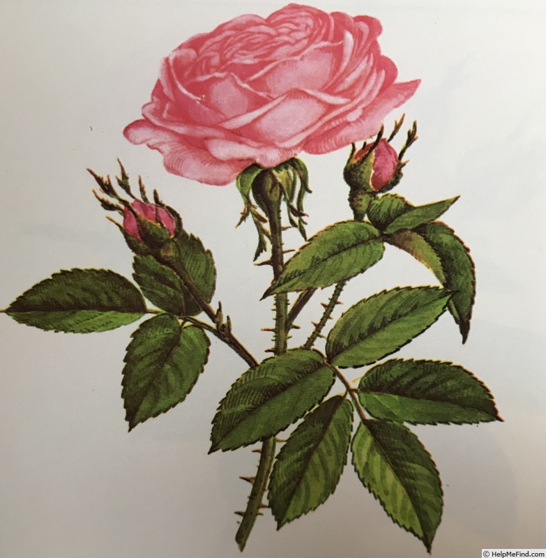 'Rosier des Peintres' rose photo