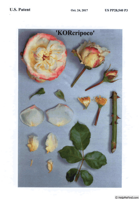 'KORcripoco' rose photo