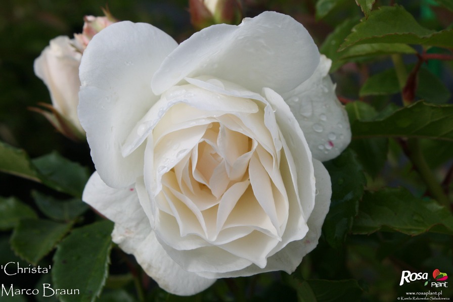 'Christa (floribunda, Braun 2009)' rose photo