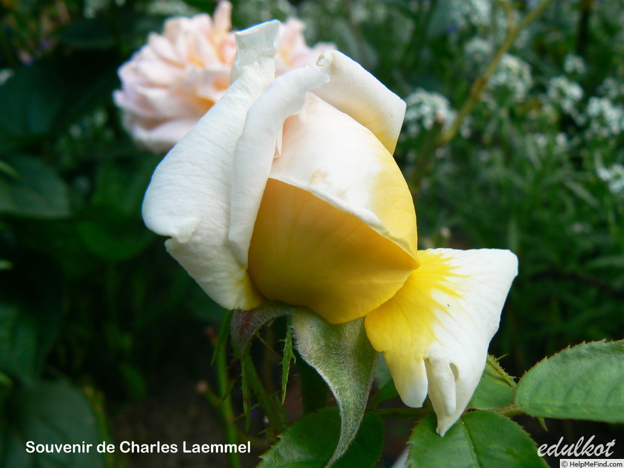 'Souvenir de Charles Laemmel' rose photo