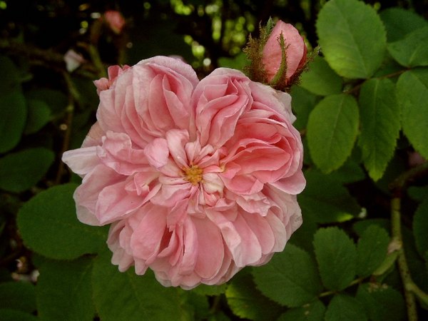 'Zoé (moss, Forest, 1829)' rose photo