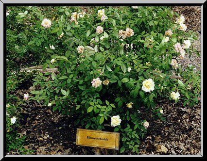 'Blumenschmidt' rose photo