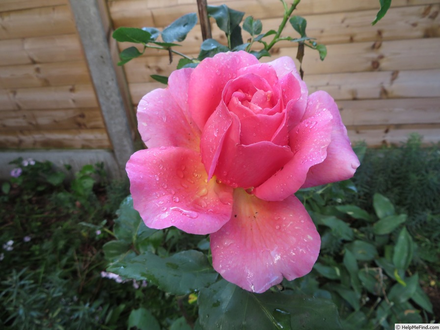 'Sweet and Lovely' rose photo