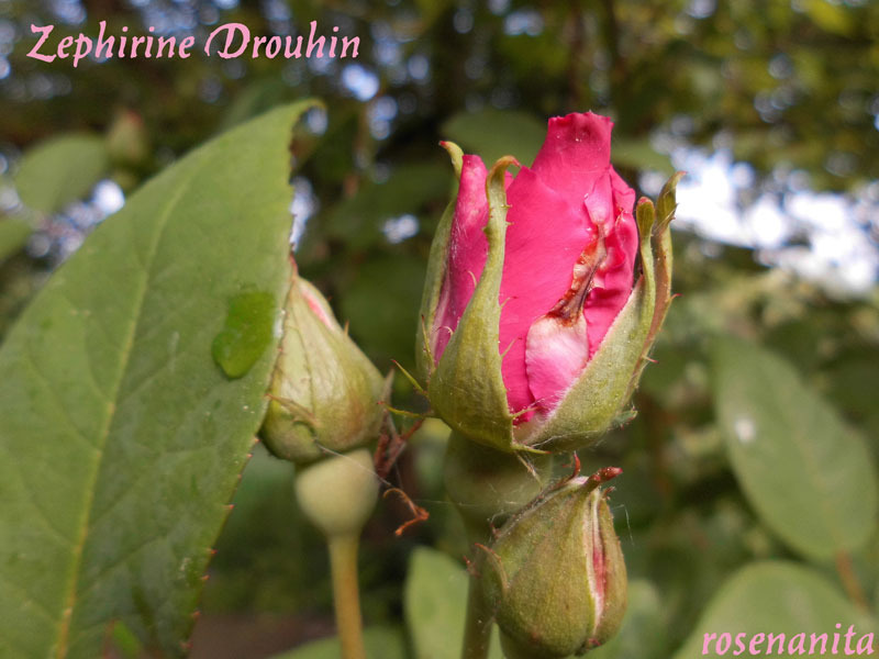 'Zéphirine Drouhin (bourbon, Bizot 1868)' rose photo