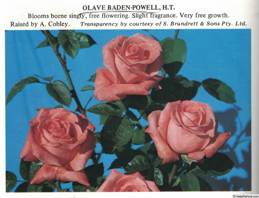 'Olave Baden-Powell' rose photo