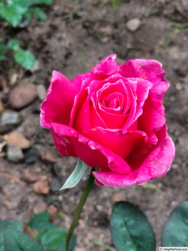'Charlotte Armstrong' rose photo