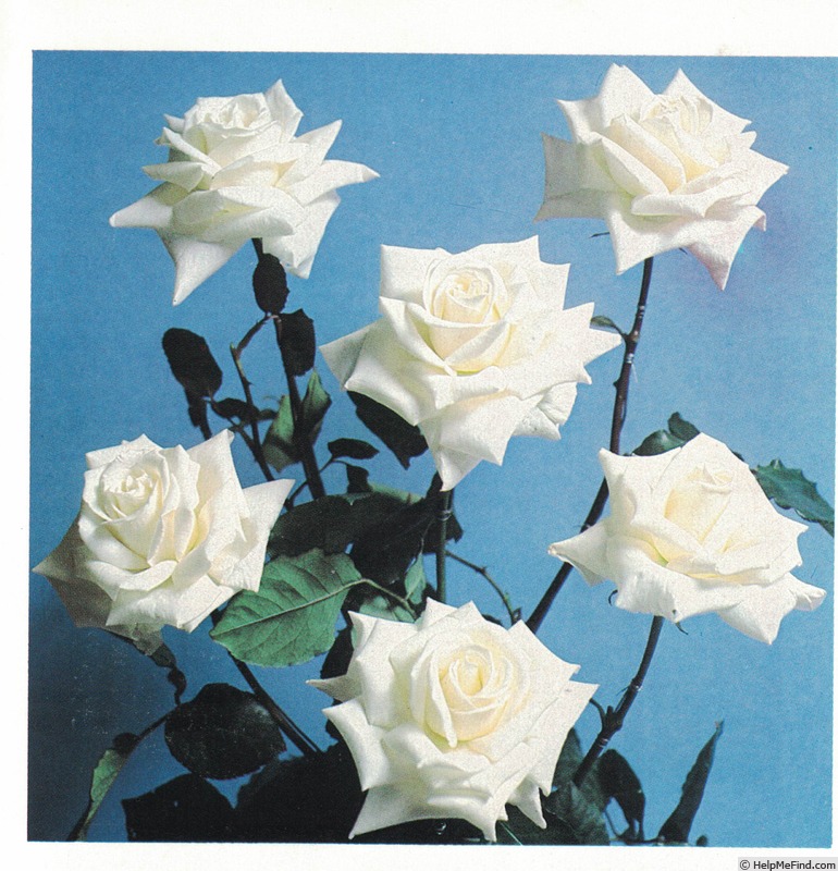 'Frances Phoebe' rose photo