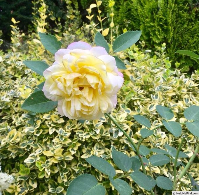 'Blushed Yellow' rose photo