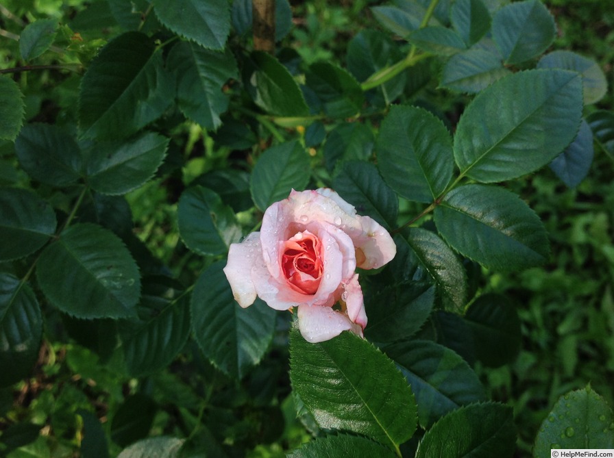'Vitalrose Hellmine ®' rose photo