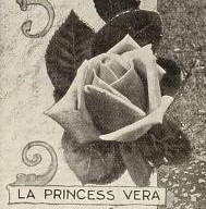 'La Princesse Vera' rose photo