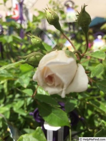 'Pearl Dior' rose photo