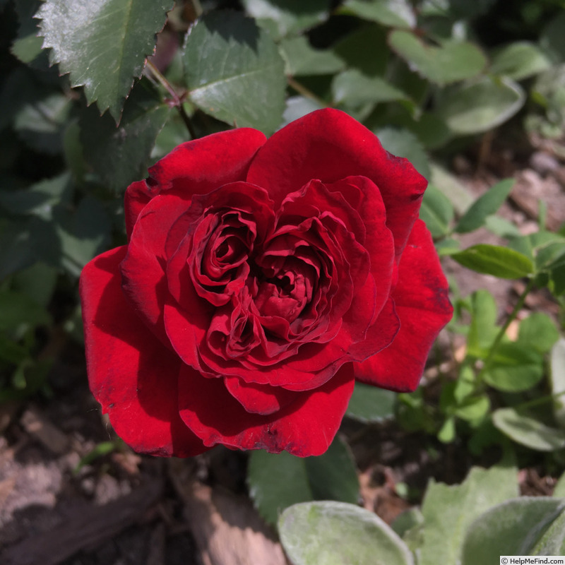 'Canadian Shield™' rose photo