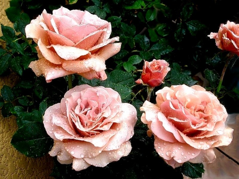 'Mokarosa ®' rose photo