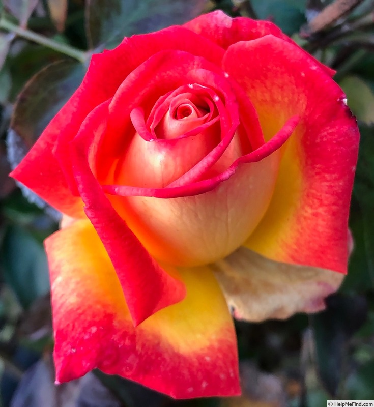 'Zion Rose' rose photo