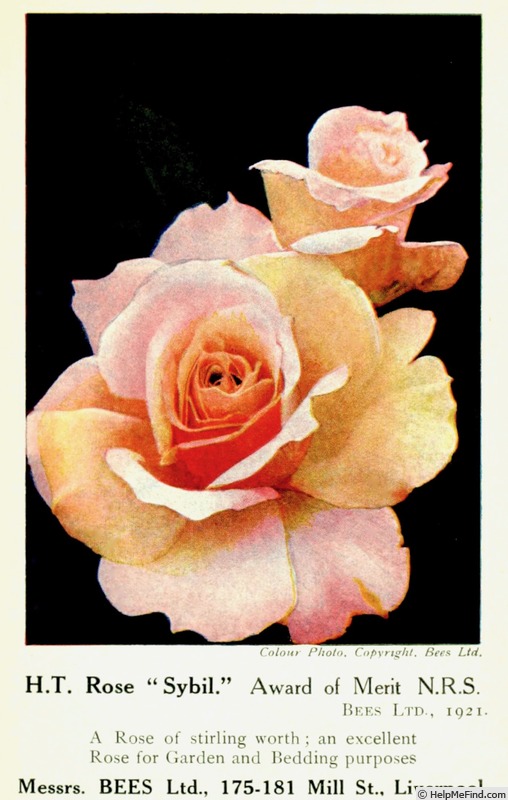 'Sybil (hybrid tea, Bees, 1921)' rose photo