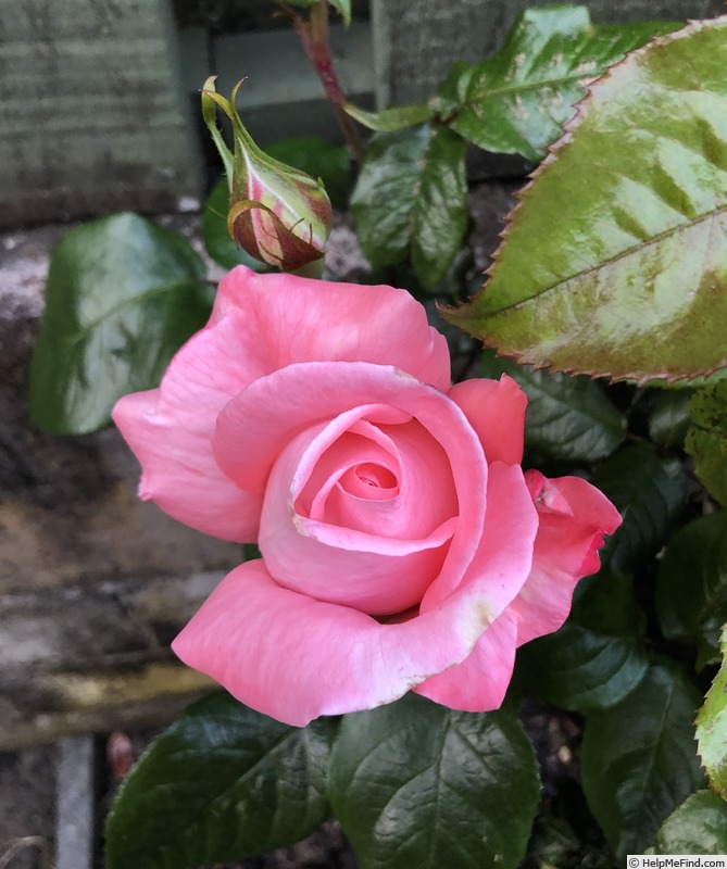'Aotearoa New Zealand' rose photo