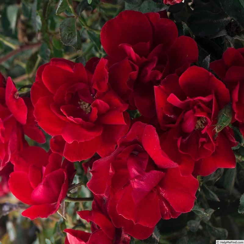 'Bloody Mary ™' rose photo