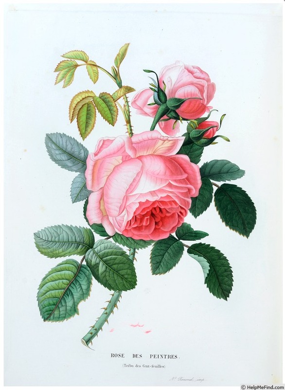 'Rose des peintres' rose photo