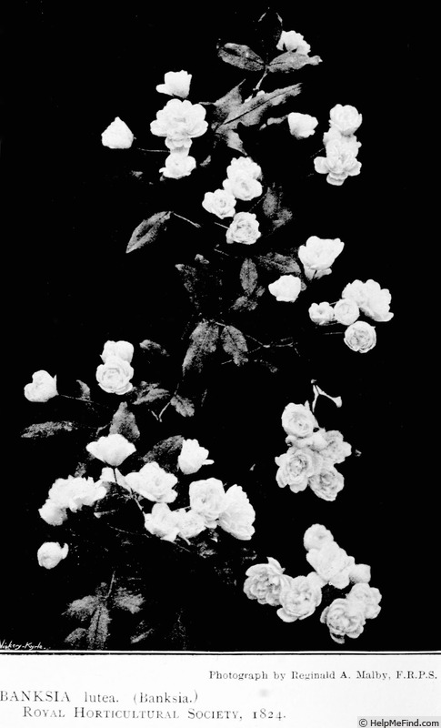 'R. banksiae lutea' rose photo