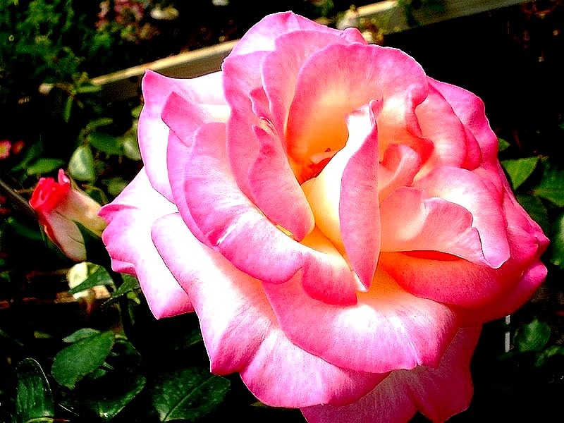 'Haendel ®' rose photo