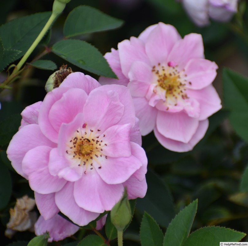 '2016 S1 T5' rose photo