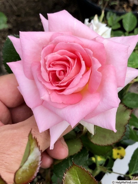 'YBRF3' rose photo