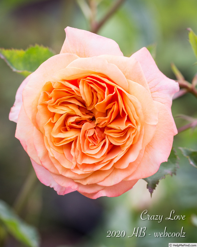 'Crazy Love (shrub Kordes pre 2013)' rose photo