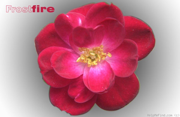 'Frostfire' rose photo