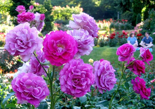 'International Rose Test Garden (Portland)'  photo