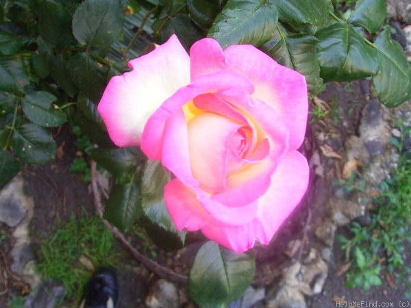 'McGredy's Händel' rose photo