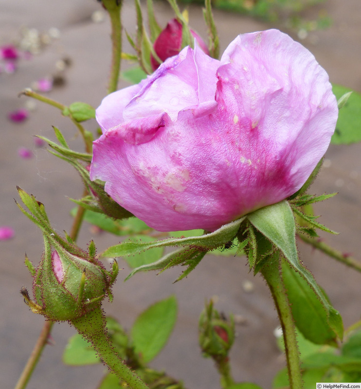 'Centifolia Major' rose photo
