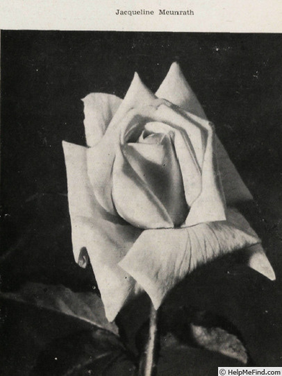 'Jacqueline Mennrath' rose photo