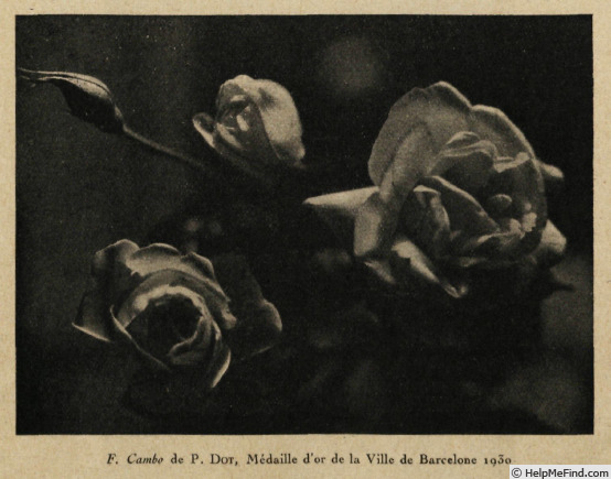 'F. Cambó' rose photo
