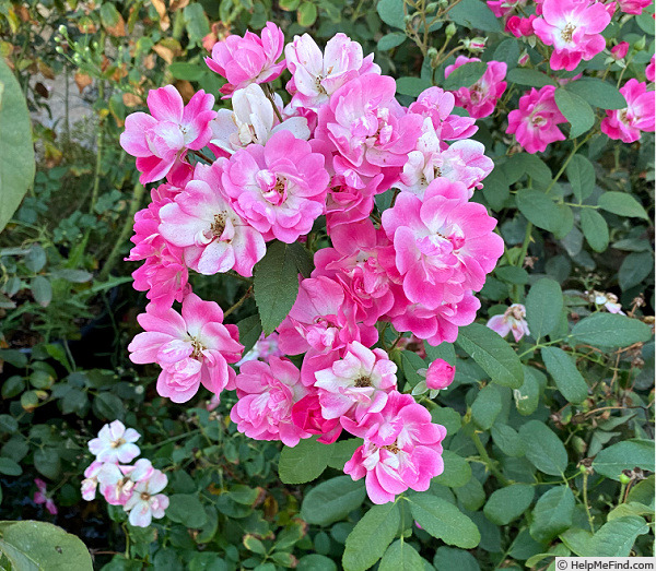 'Chatillon Rose' rose photo