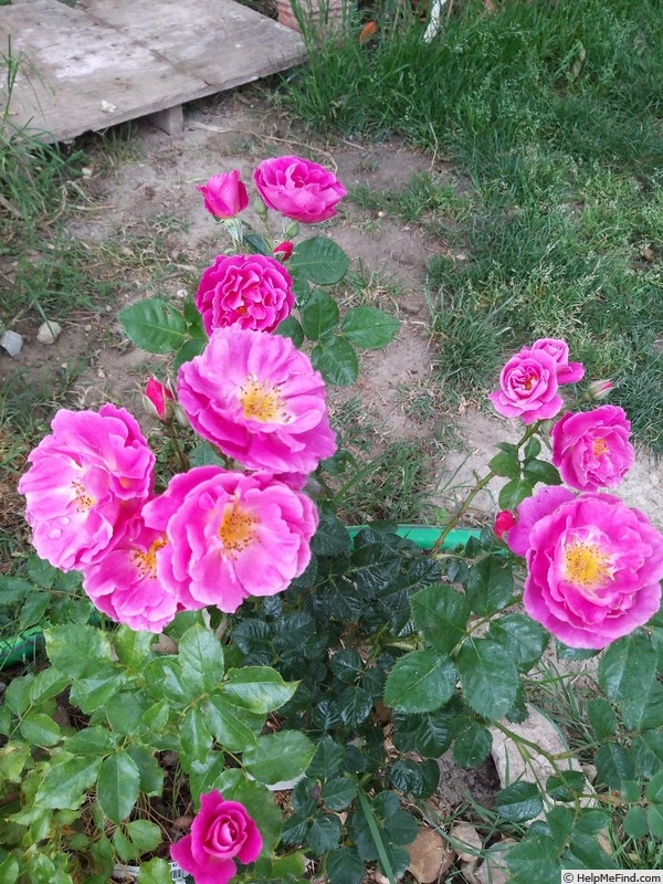 'Baby Blue ®' rose photo