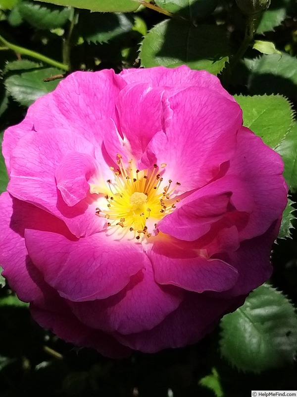 'Baby Blue ®' rose photo