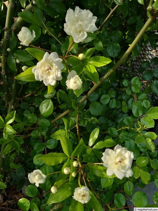 'R. banksiae alba plena' rose photo