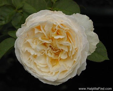 'Mary Webb ®' rose photo