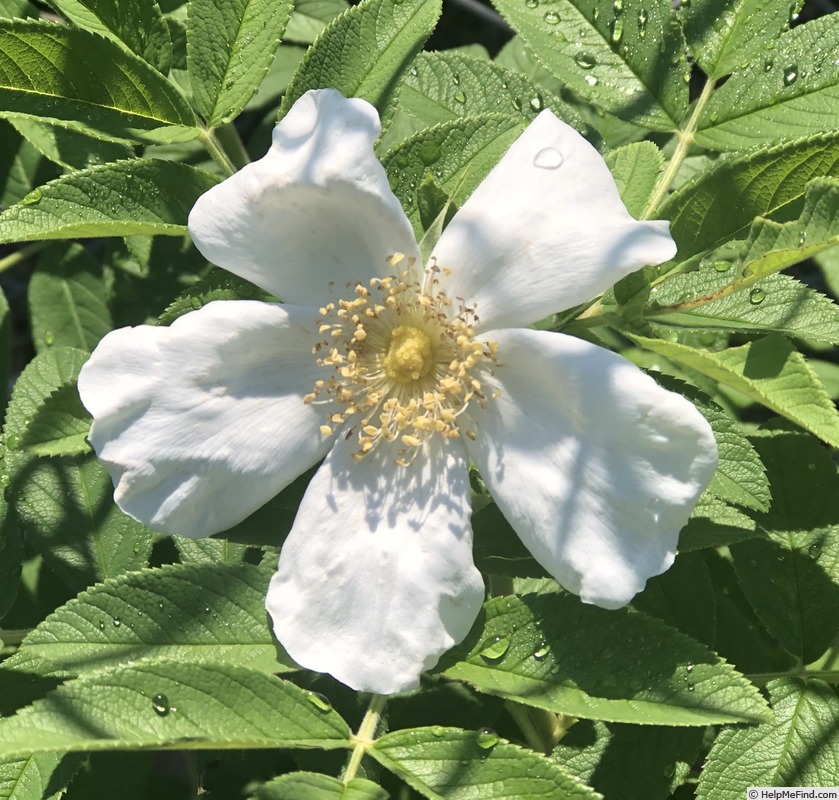 'Nijveldt's White' rose photo