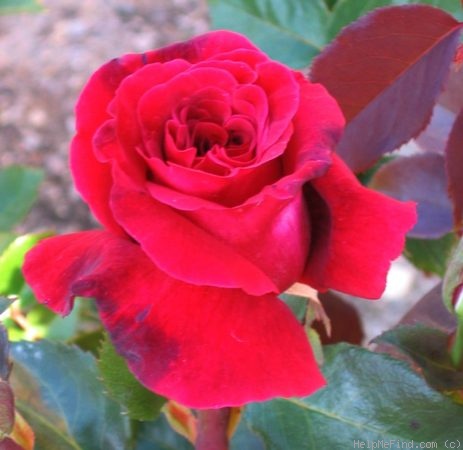 'Firefighter ®' rose photo