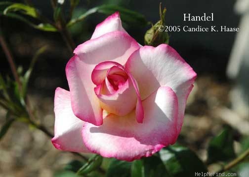 'Händel (Large Flowered Climber, McGredy 1960)' rose photo